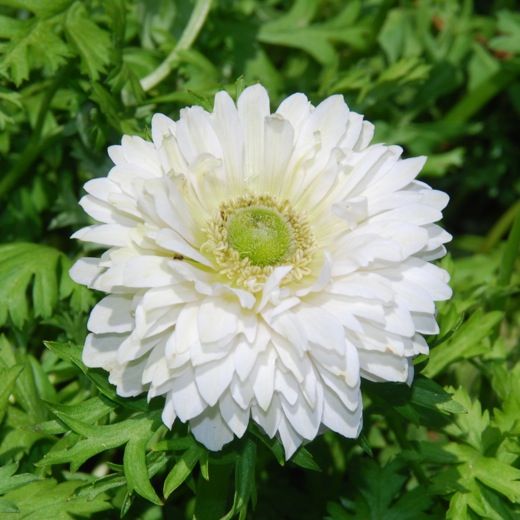 Anemone Mount Everest Flower Bulb