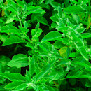 Ashwagandha Indian Ginseng Herb Seeds