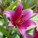 Asiatic Lily Lilium Bulbs Pink Color | Flower Bulb