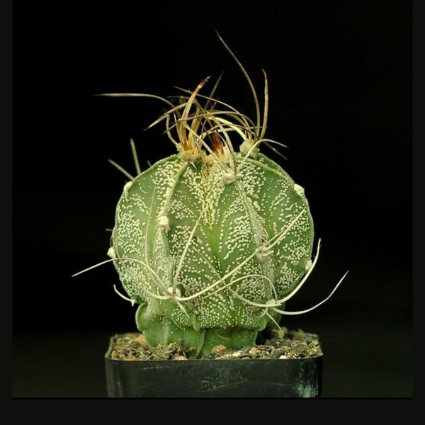 Astrophytum Capricorne Cactus Seeds