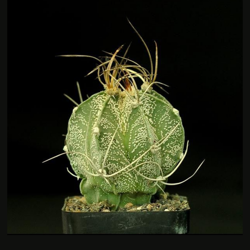 Astrophytum Capricorne Cactus Seeds