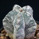 Astrophytum Myriostigma CV Onzuka X Hakuun Cactus Seeds