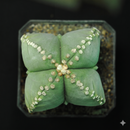 Astrophytum Myriostigma Quadricostatum Cactus Seeds