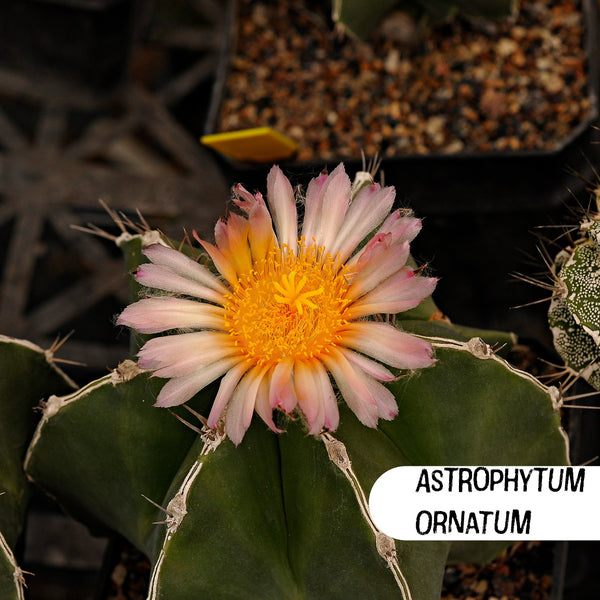 Astrophytum Ornatum Nudum Cactus Seeds