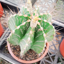 Astrophytum Ornatum Var Mirabilis Vista Hermosa Cactus Seeds