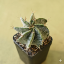 Astrophytum Ornatum White Flecks Cactus Seeds