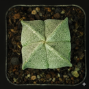Astrophytum Myriostigma Quadricostatum Cactus Seeds