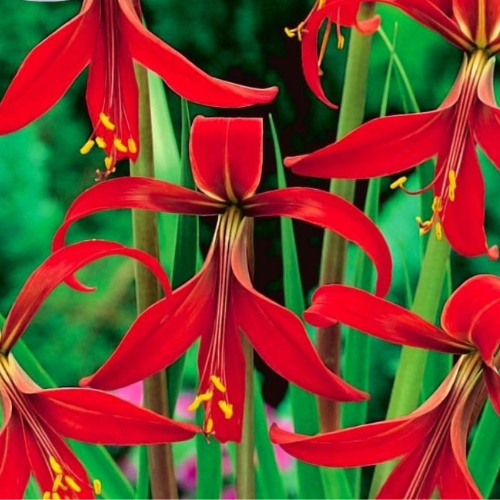 Aztec Lily Jacobean Lily Sprekelia Flower Bulb