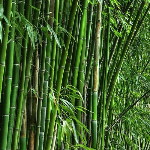 Bamboo Calostachyus Plant Seeds