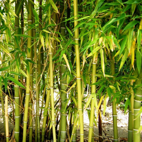 Bamboo Strictus Plant Seeds