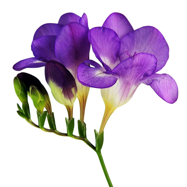 Freesia Purple Color Flower Bulb