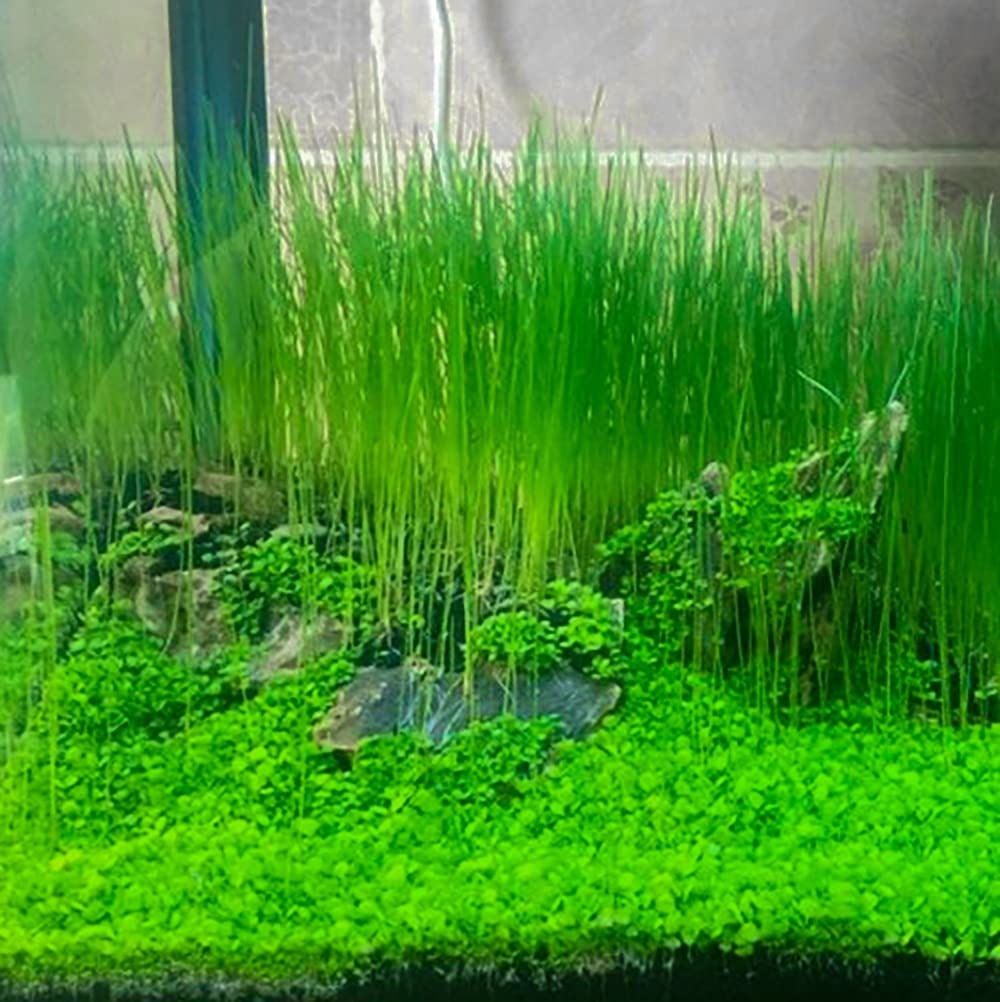 aquarium carpet plants seeds Aquarium Carpet Plants Seeds Combo Pack – 3 Varieties for Dense Green