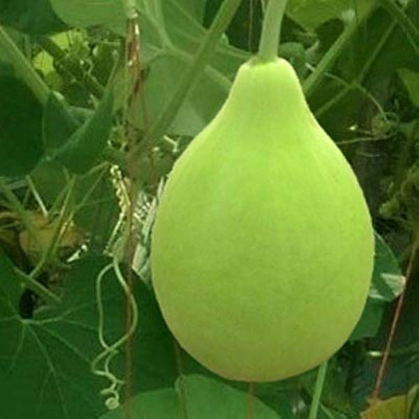 Bottle Gourd Lattu Ghiya Seeds | Vegetable Seeds