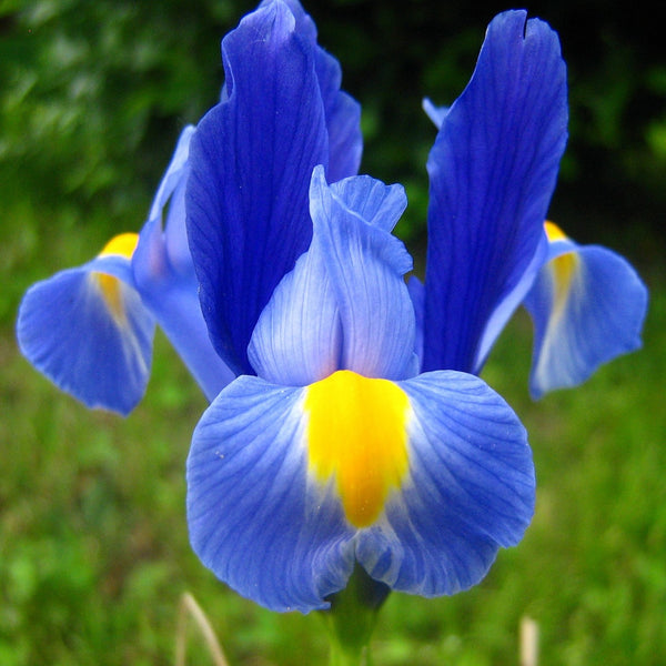 Iris Mix Color Flower Bulb