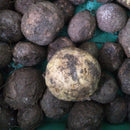 Snake Lily | Arisaema Lily Flower Bulb