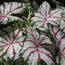 Caladium Alaska Leaf Imported Bulb