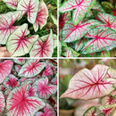 Caladium Bleeding Heart Leaf Imported Bulb