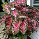 Caladium Blessywise Imported Leaf Bulb