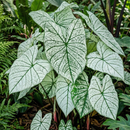 Caladium Candidum Leaf Imported Bulb
