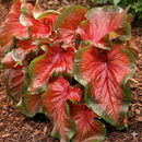Caladium Meta Orleans Imported Leaf Bulb