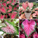 Caladium Pink Cloud Leaf Imported Bulb