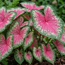 Caladium Rosebird Leaf Imported Bulb