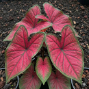 Caladium Scarlet Beauty Imported Leaf Bulb