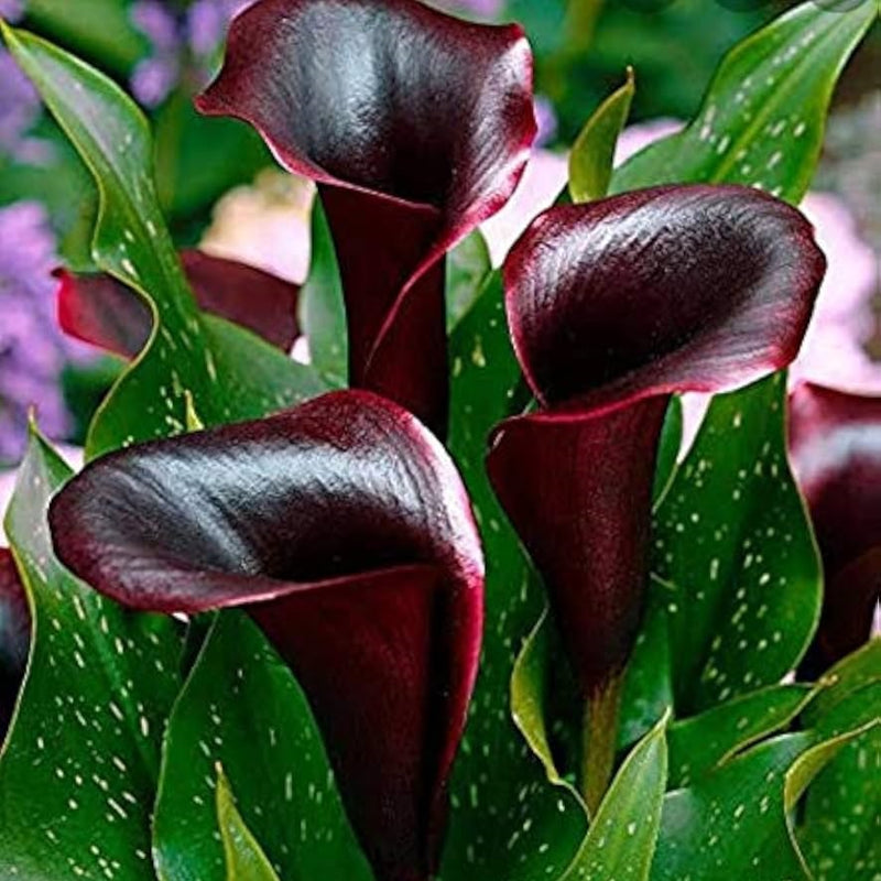 Calla Lily Chocolate Color Flower Bulb