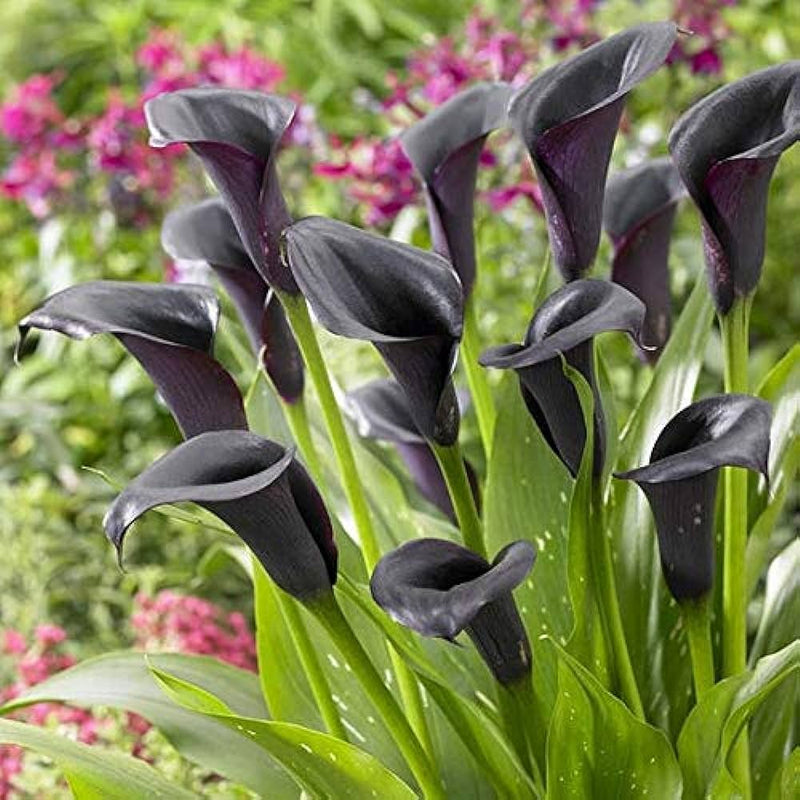 Calla Lily Zantedeschia Black Color Flower Bulb