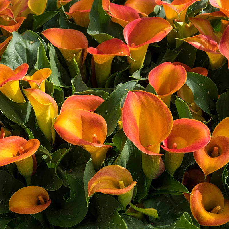 Calla Lily Orange Color Flower Bulb