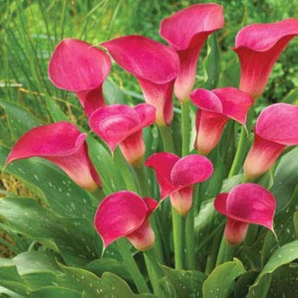Calla Lily Zantedeschia Pink Color Flower Bulb