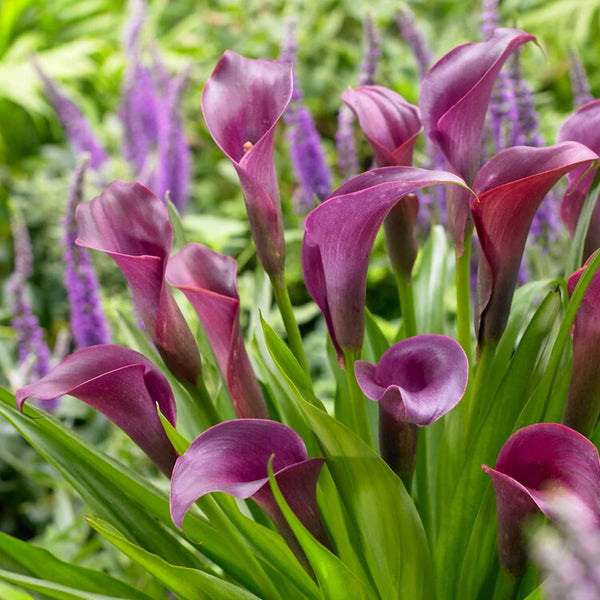 adam lily flower Buy Calla Lily Purple Flower Bulb – Majestic Purple Blooms for Indian Gardens