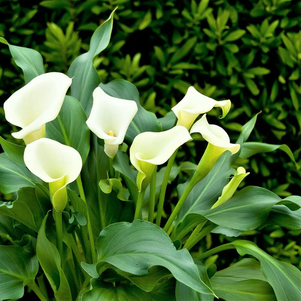 white indian lilies Buy Calla Lily White Flower Bulb – Elegant White Blooms for Indian Gardens