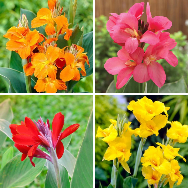 Canna Lily Mix Color Flower Bulb