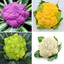 Cauliflower Mix Fool Gobhi | Vegetable Seeds
