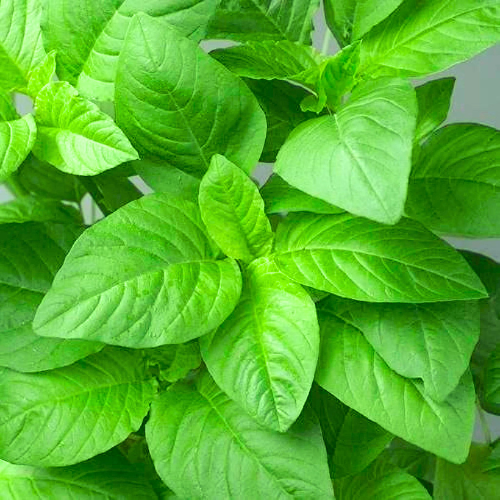 Chaulai Green Saag Amaranth | Vegetable Seeds