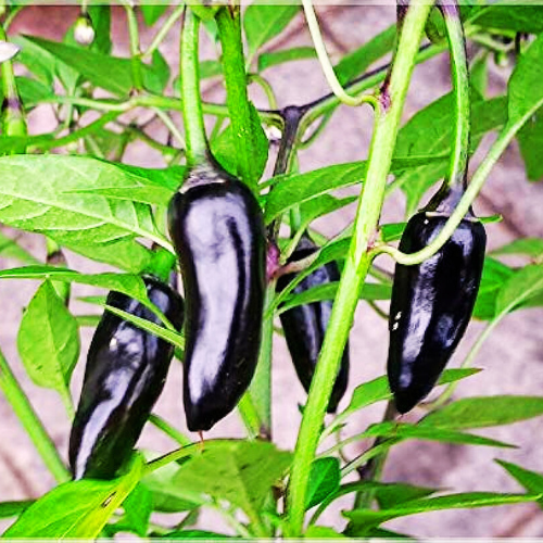 Chilli Black F1 Seeds | Vegetable Seeds