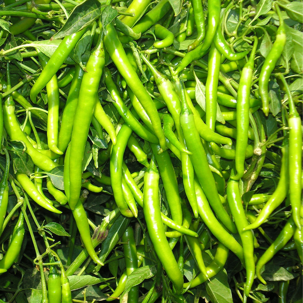 Chilli F1 Hari Mirch | Vegetable Seeds