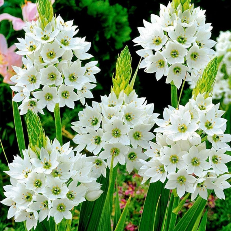 Ornithogalum Chincherinchee White Color Flower Bulb