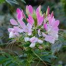 Cleome Spinosa Pink Queen Color Flower Seeds