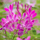 Cleome Spinosa Rose Queen Color Flower Seeds