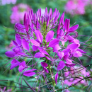 Cleome Spinosa Violet Queen Color Flower Seeds