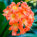 Clivia Miniata Lily Orange Color | Flower Bulb