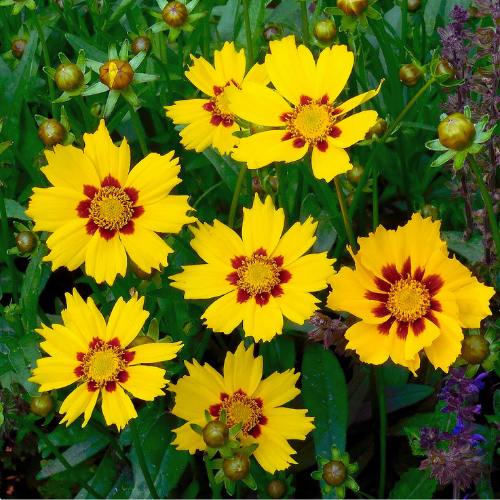 Coreopsis Flower Seeds