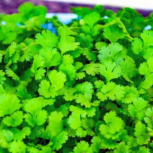 Coriander Desi Dhania Seeds | Herb Seeds