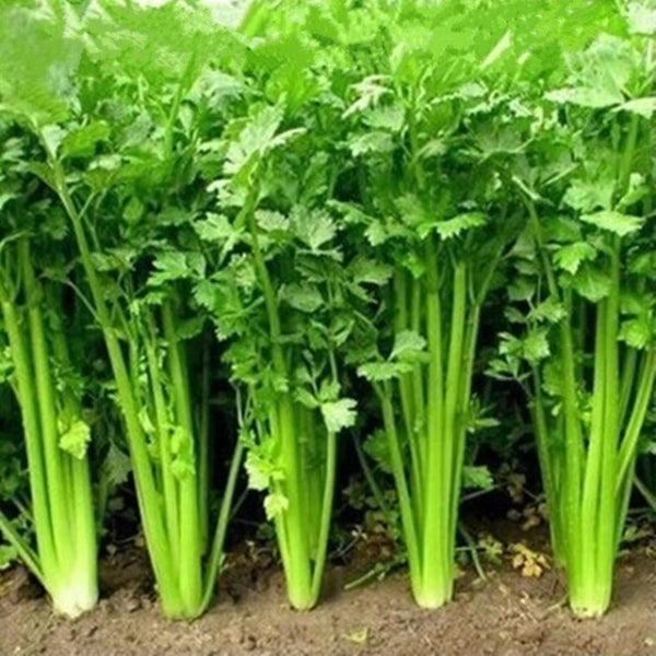dhaniya plant from seed Coriander Dhania F1 Hybrid Seeds