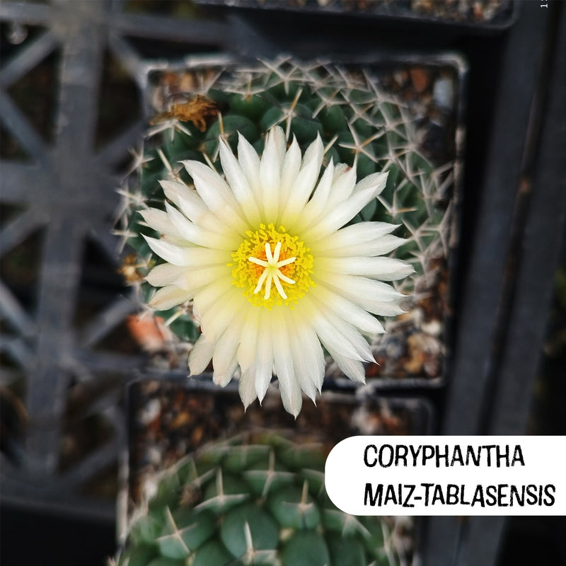 Coryphantha Maiz-Tablasensis Cactus Seeds