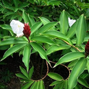 Crepe Ginger Lily Flower Bulb