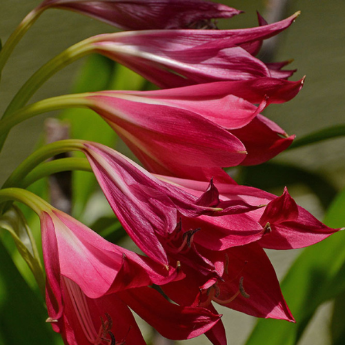 Crinum Lily Red Color Flower Bulb
