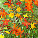Crocosmia Montbretia Any Color Flower Bulb